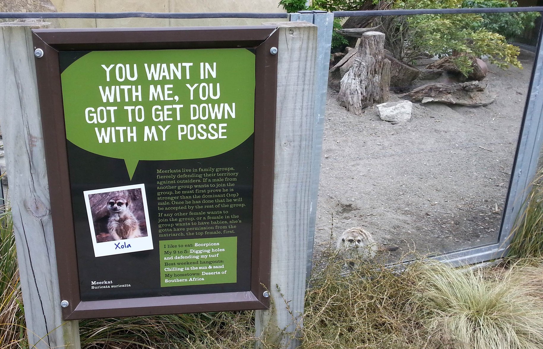 Natureland Meerkat enclosure signage 