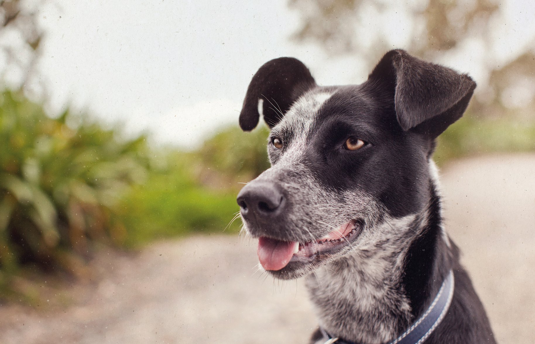 Tux dog portrait photography